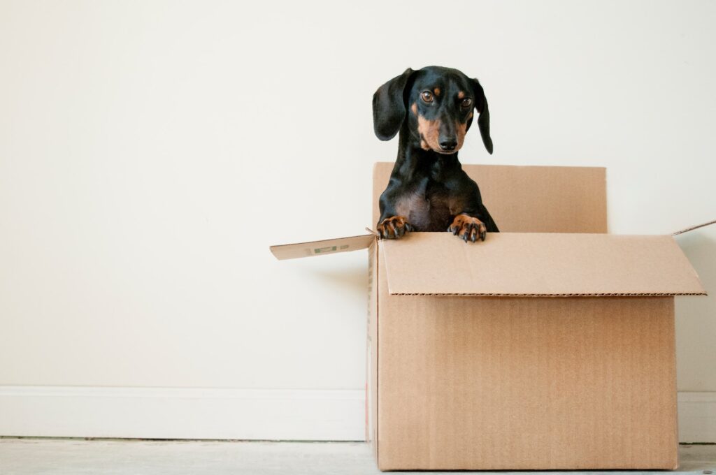 Moving with Pets: How to Keep Your Furry Friends Safe