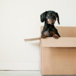 Moving with Pets: How to Keep Your Furry Friends Safe